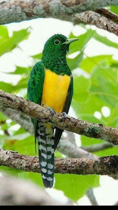 Chrysococcyx cupreus