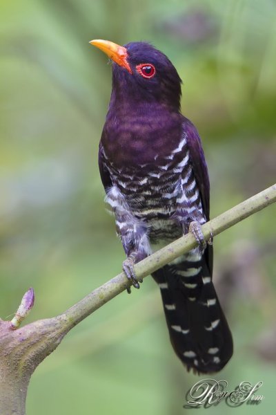 Фиолетовая бронзовая Кукушка