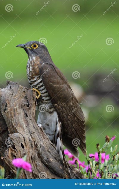 Вверх птица