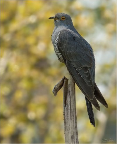 Кукушка птица