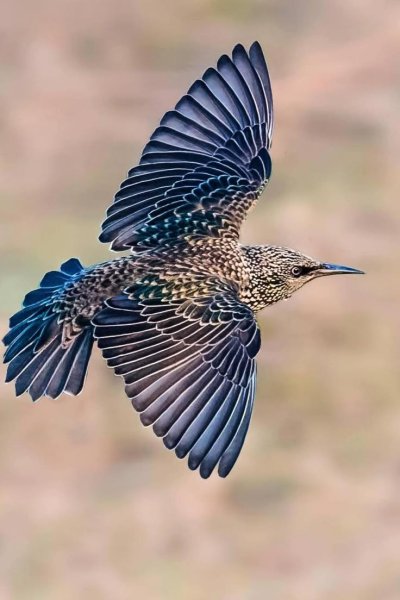 Обыкновенный скворец