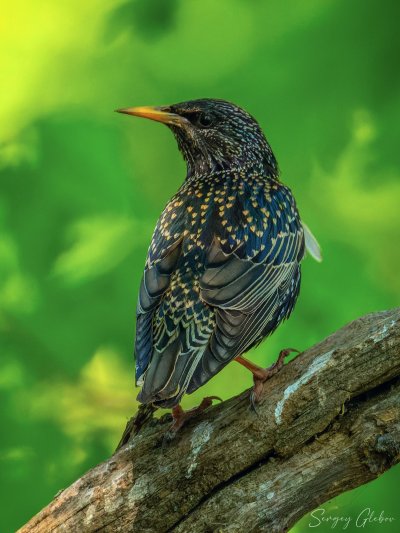 Обыкновенный скворец