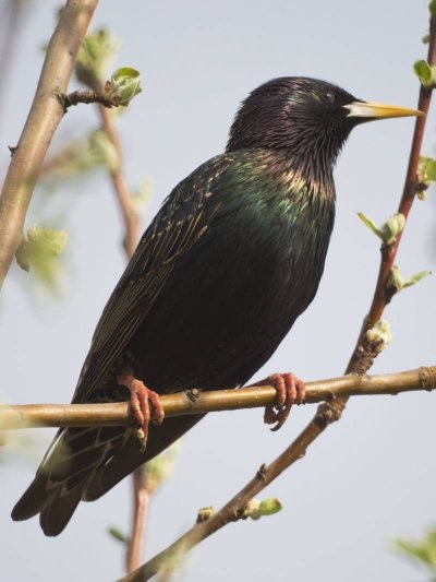 Шпак скворец