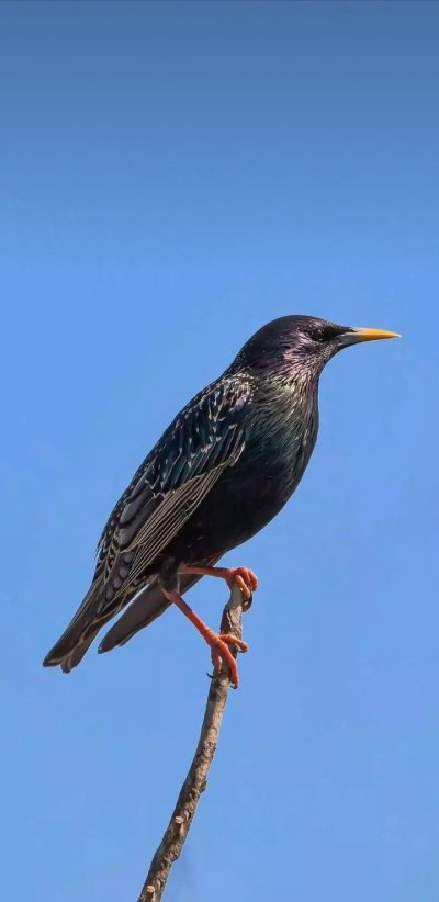 Европейский скворец