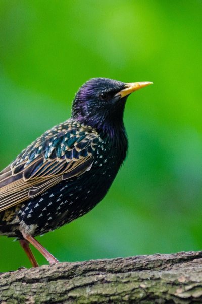 Обыкновенный скворец