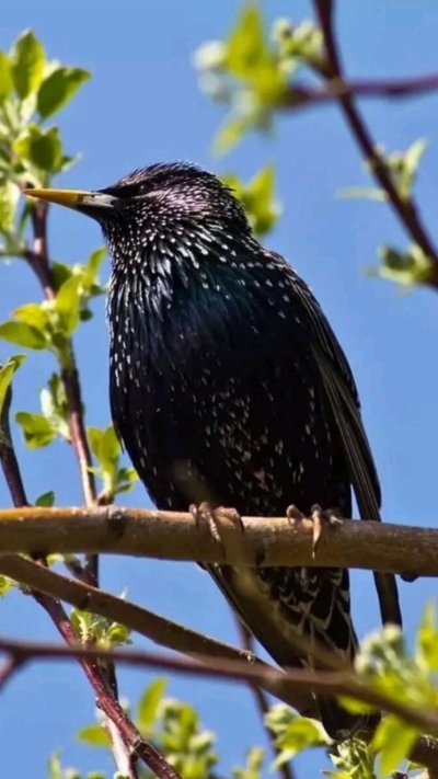 Шпак скворец