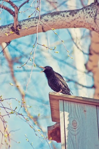 Весенний скворец