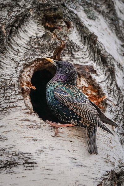 Скворцы вернулись