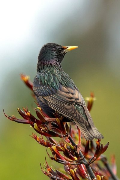 Скворцовые птицы