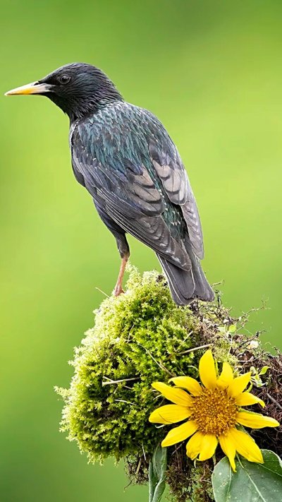 Обыкновенный скворец