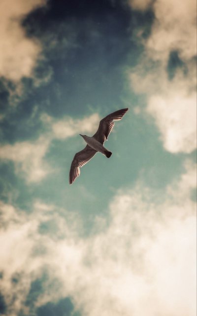 Птицы в небе