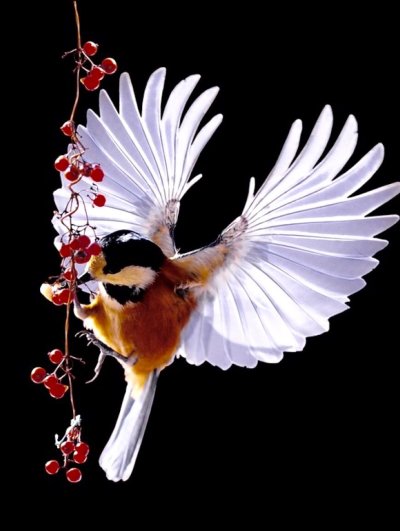 Красивые птицы