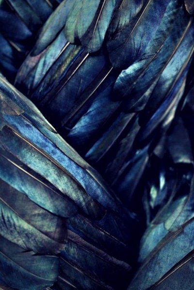 Когтевран Эстетика