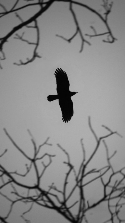 Ворон обои на телефон