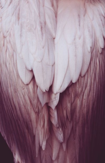 Крылья ангела