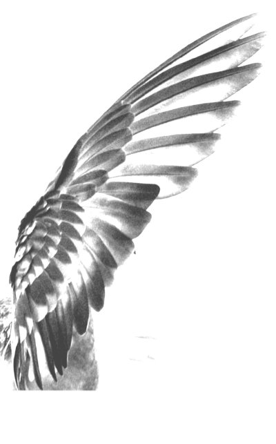 Крыло птицы