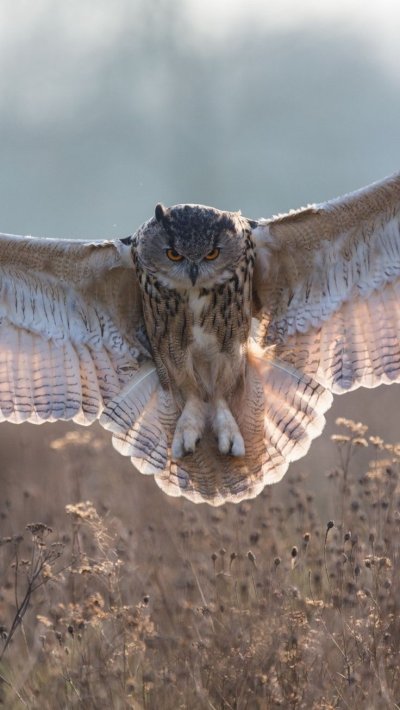 Сова размах крыльев