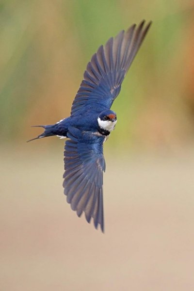 Ласточка фото