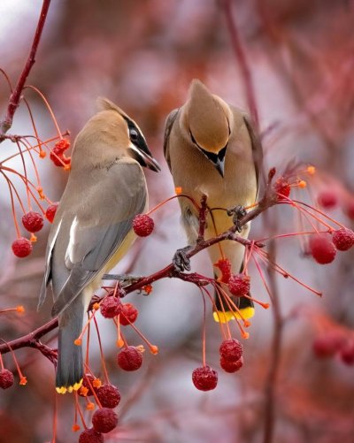 Птицы средней полосы России фото