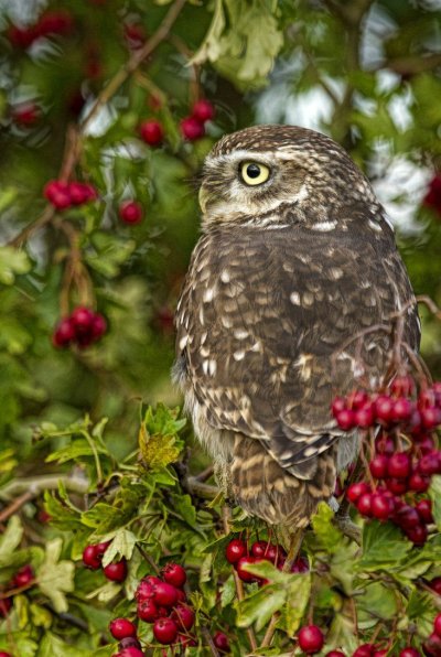 Филин птица