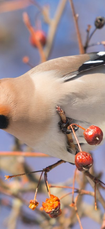 Кедровый свиристель