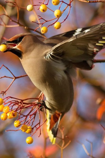 Кедровый свиристель