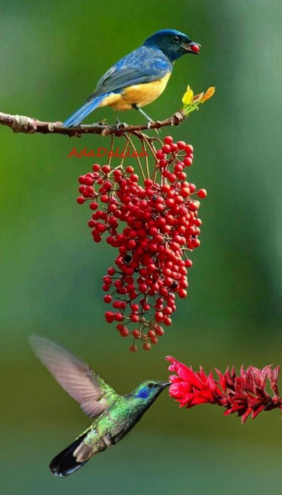 Птички и ягоды