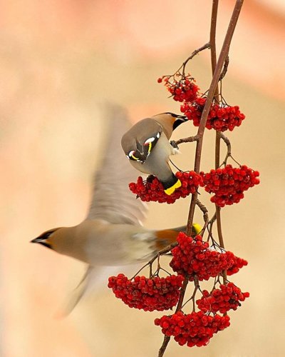 Осенние птицы