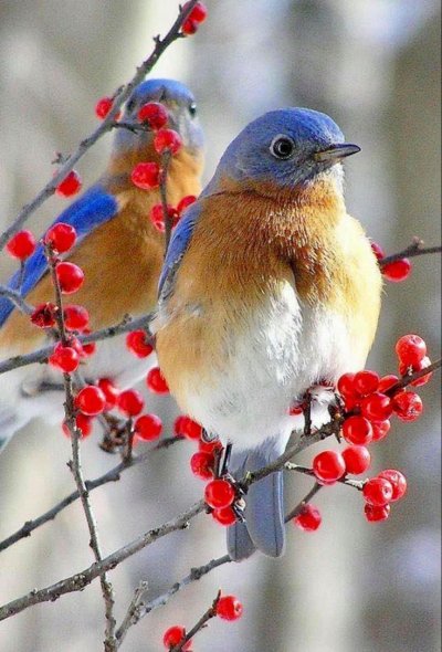 Желтогрудый Снегирь