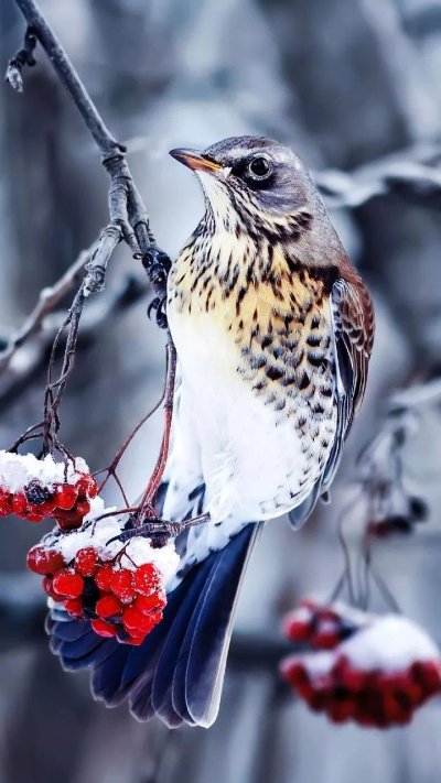 Дрозд рябинник зимой