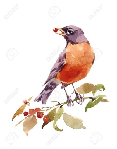 Птица на ветке с ягодами рисунок