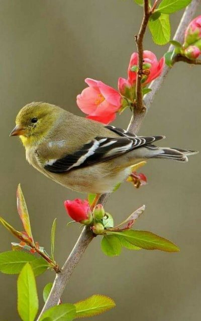 Весна птицы