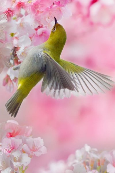 Весна картинки на рабочий стол красивые