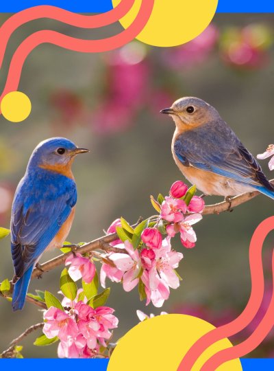 Весенние цветущие ветки картинки красивые