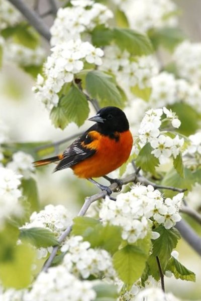 Весна птицы