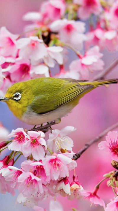 Птицы картинки