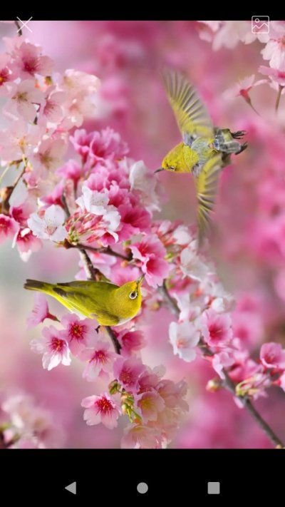 Красивые птицы