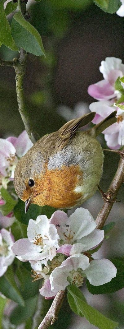 Яблоня Зарянка и Малиновка