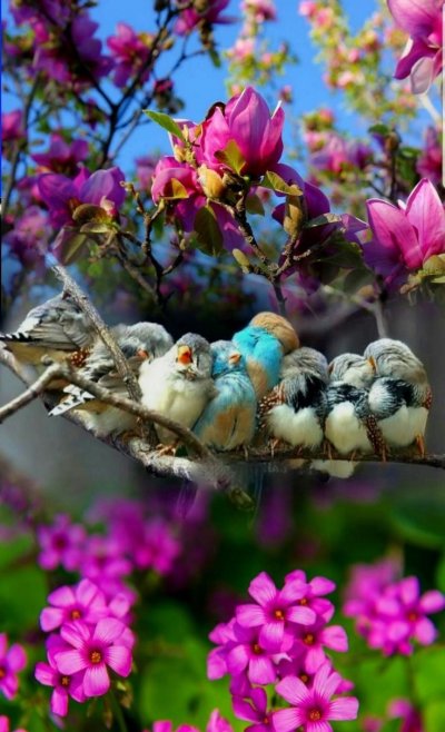 Весна птицы