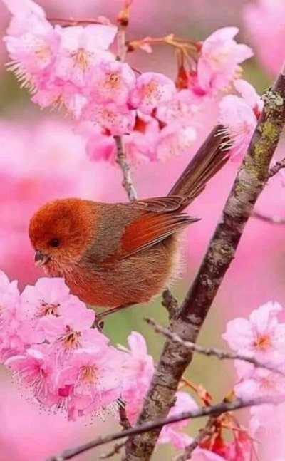 Красивые птицы