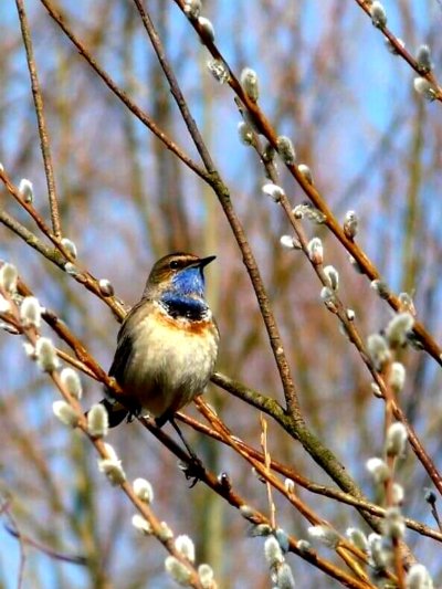 Скворец варакушка