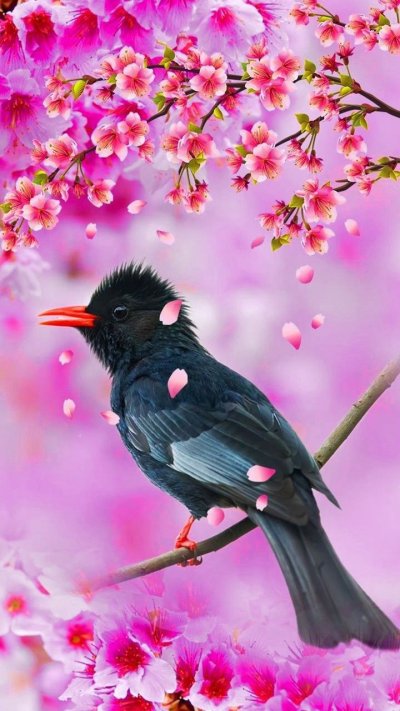 Весна птицы