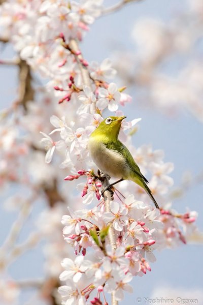 Весна птицы