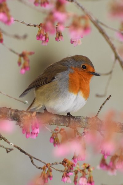 Зарянка Малиновка