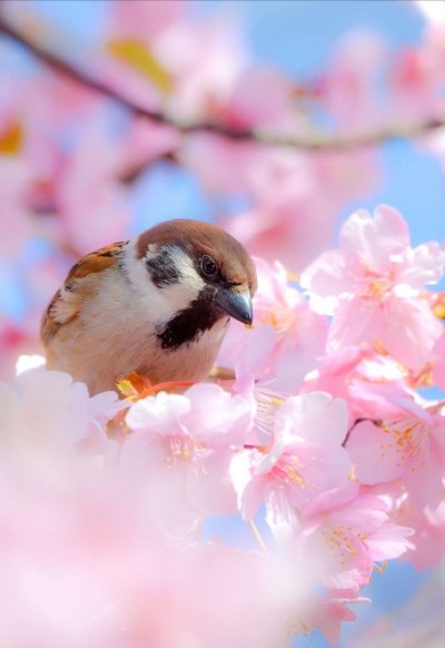 Весенние птицы