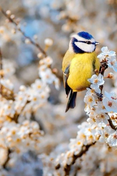 Синица лазоревка