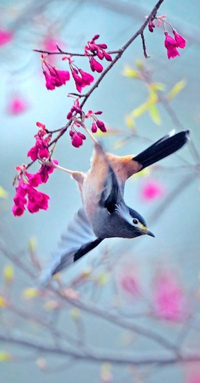 Весна птицы