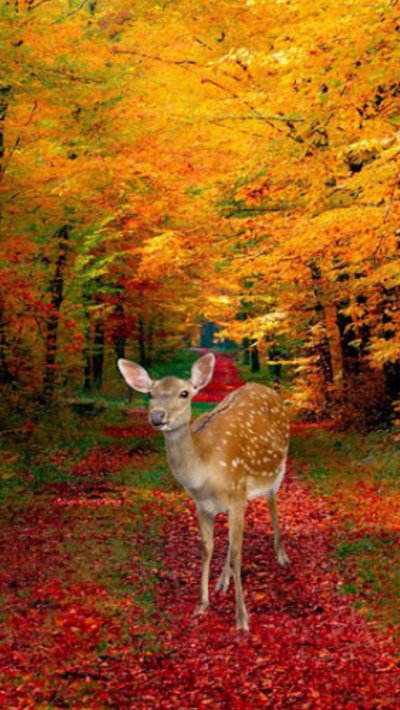 Красивая осень