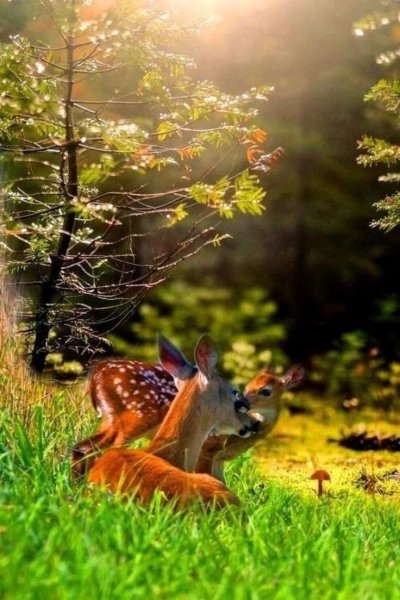 Природа и животные