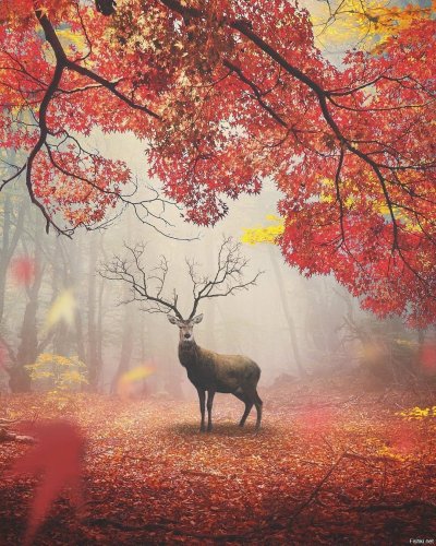 Животные осенью